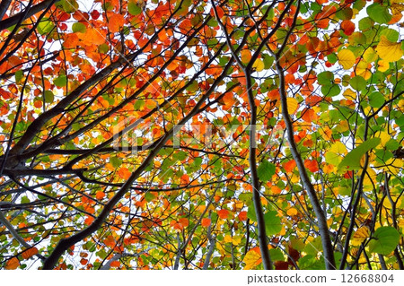 Autumn leaves of safflower Mansaku 12668804