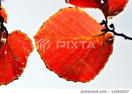 Autumn leaves of safflower Mansaku Autumn leaves of safflower Mansaku 12668807