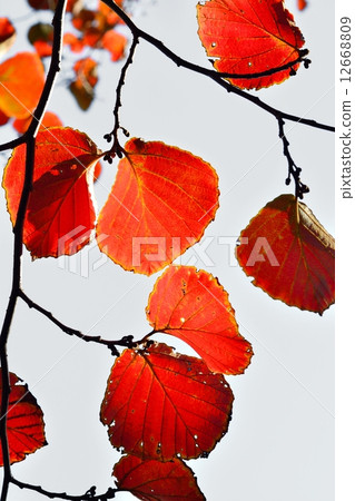 紅花Mansaku秋葉 12668809