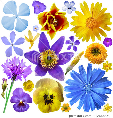 Big Set of Colorful Flowers Isolated on White Background 12668830