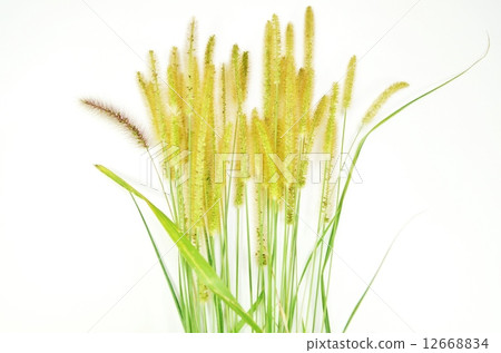 Autumn ears and lateral position of Enokorogasa with autumn wild grass · fruit 12668834