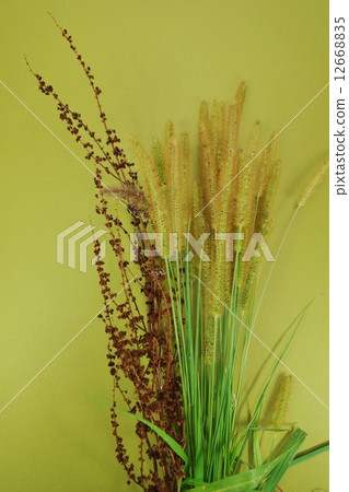 草顏色的垂直位置和與甜和高梁noguraki的草與秋天的秋天 草顏色的垂直位置和與甜和高梁noguraki的草與秋天的秋天 12668835