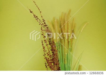 野草和果實隨著秋天的下降和燕子·草色的背側位置 野草和果實隨著秋天的下降和燕子·草色的背側位置 12668836