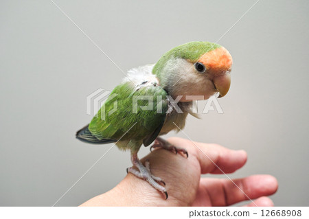 Hand riding parakeet Hand riding parakeet 12668908