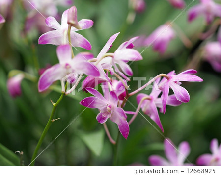 Dendrobium · Berry Dendrobium · Berry 12668925