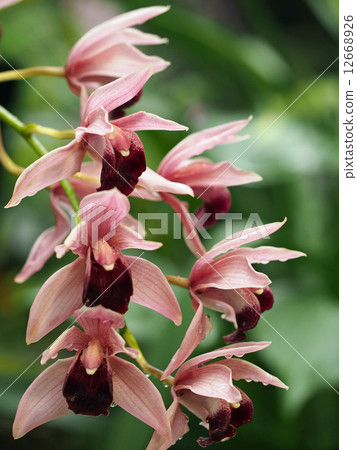 Cymbidium 12668926