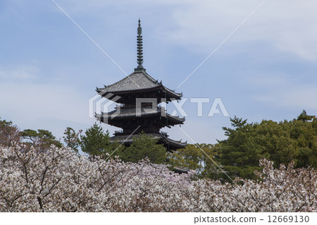 Omuro cherry tree and five-storied pagoda 12669130