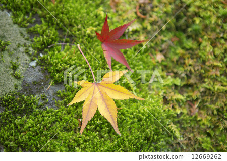紅色和黃色的楓樹 12669262