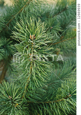 Pine iced tree Pine iced tree 12669939