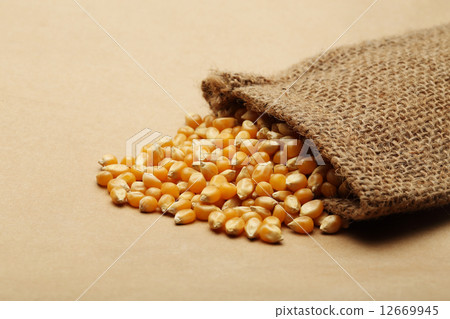 The grain corn in small sack The grain corn in small sack 12669945