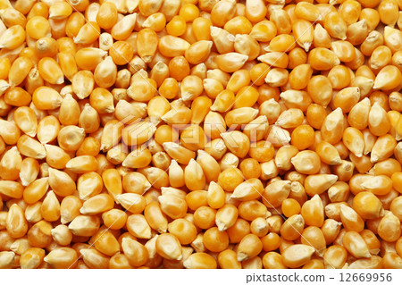 Corn kernels arranged as the background Corn kernels arranged as the background 12669956