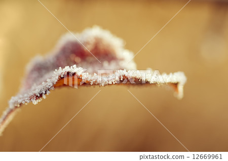 Frozen leaf Frozen leaf 12669961