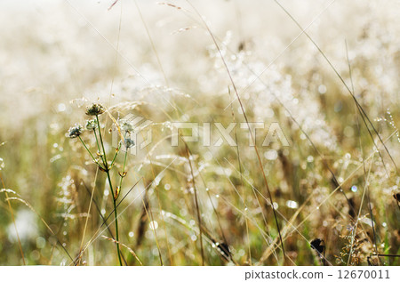 Morning beauty 12670011