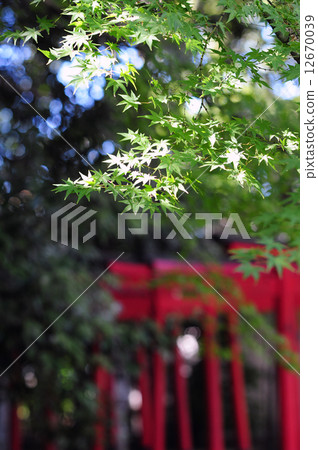 Momiji -1的靖國神社 Momiji -1的靖國神社 12670039