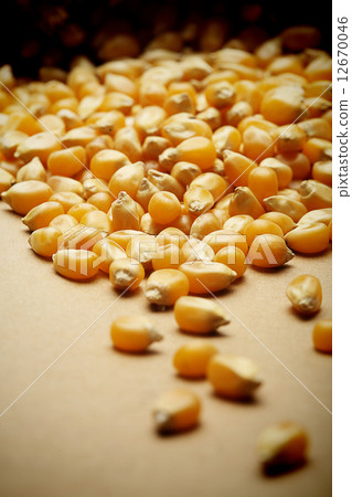 Corn kernels arranged as the background Corn kernels arranged as the background 12670046