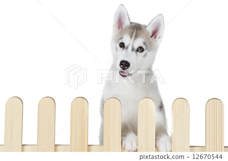 siberian husky inside palisade isolated on white background  12670544