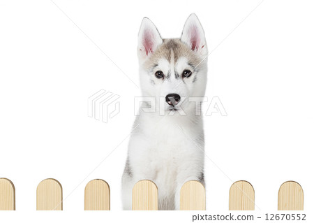 siberian husky inside palisade isolated on white background  12670552