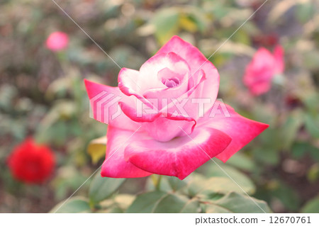 rose rose 12670761
