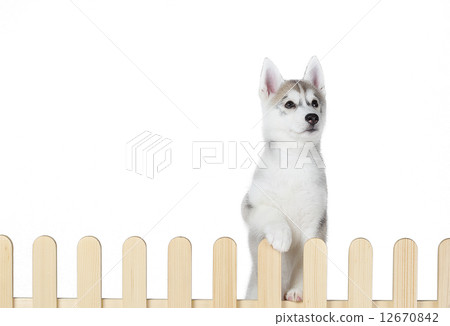 siberian husky inside palisade isolated on white background 12670842