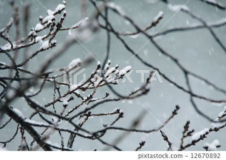 Snow on twigs 12670892