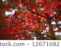 Autumn leaves 1 12671082
