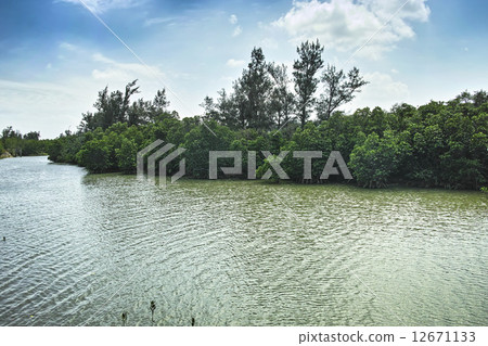 Shimajiri Mangrove Forest Shimajiri Mangrove Forest 12671133