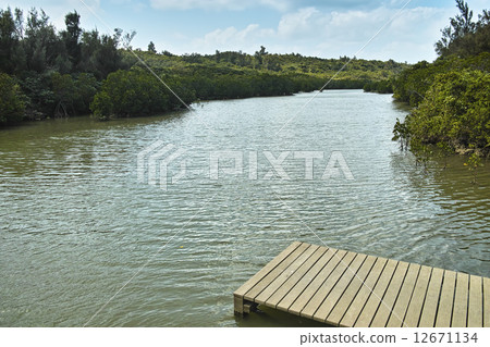 Shimajiri Mangrove Forest Shimajiri Mangrove Forest 12671134