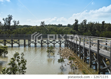 Shimajiri Mangrove Forest Shimajiri Mangrove Forest 12671135