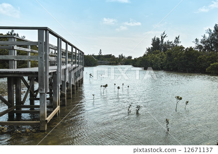 Shimajiri Mangrove Forest Shimajiri Mangrove Forest 12671137