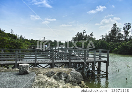Shimajiri Mangrove Forest 12671138