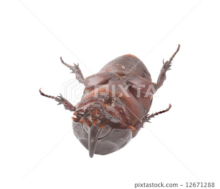 Overturn pose of Coconut rhinoceros beetle 12671288