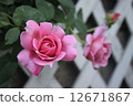 A rose beside a pink vine 12671867