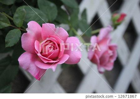 A rose beside a pink vine 12671867