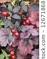 Autumn fruit and leaf vertically 12671868