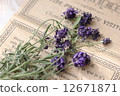 lavender 12671871