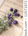 lavender 12671872