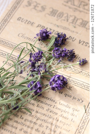 薰衣草 12671872