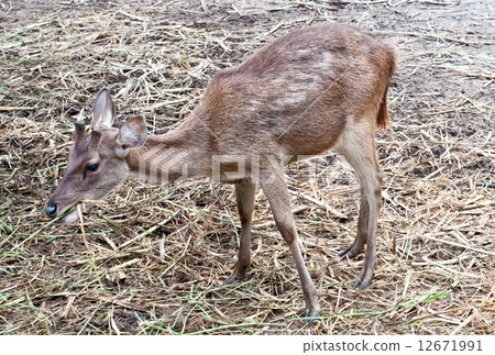 deer 12671991