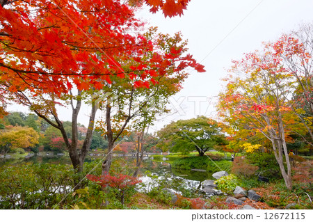 Autumn leaves of Showa Memorial Park 12672115