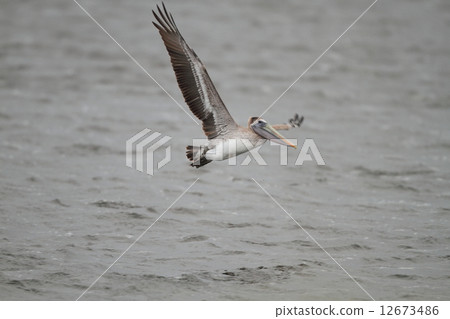 Coarse Pelican Coarse Pelican 12673486