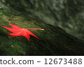 Mountain streams and fallen leaves 12673488