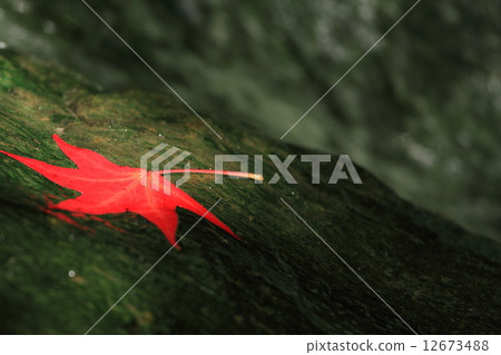 Mountain streams and fallen leaves Mountain streams and fallen leaves 12673488