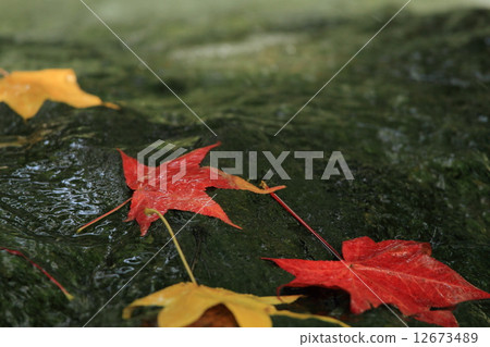 Mountain streams and fallen leaves Mountain streams and fallen leaves 12673489