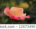 Rose   12673490