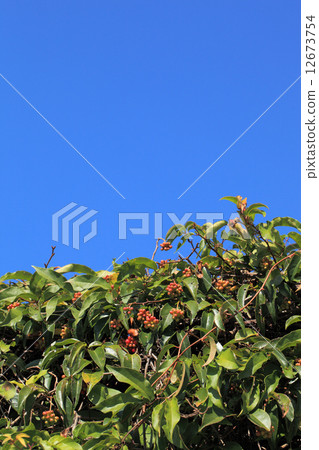 Fruit of Binnous Kazura and blue sky 12673754