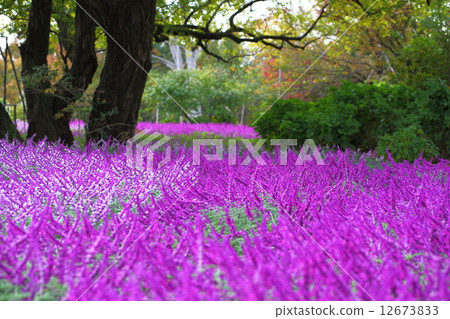 Amethyst Sage Amethyst Sage 12673833
