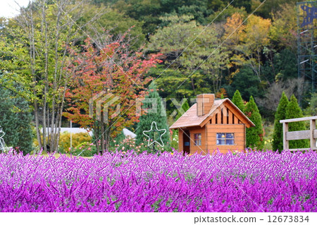 Amethyst Sage 12673834