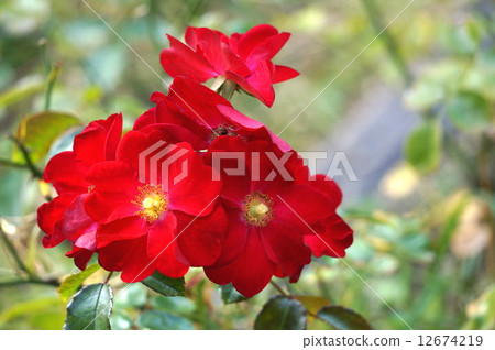 Single rose 12674219