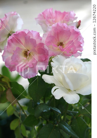 White and pink rose 12674220