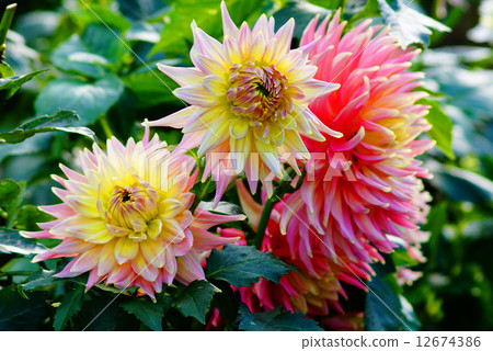 大麗花（寶石休斯敦） 12674386